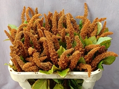 Amaranthus Cruentus Hot Biscuits 70cm