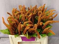 Amaranthus Cruentus Hot Biscuits 50cm