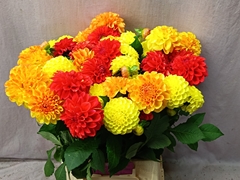 Dahlia Mix Per Bunch 50cm
