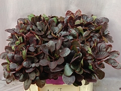 Cotinus Coggygria Royal Purple 50cm