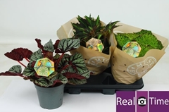 Begonia Leaf Beleaf Mix 17Ø 32cm