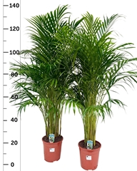 Dypsis Lutescens 21Ø 135cm