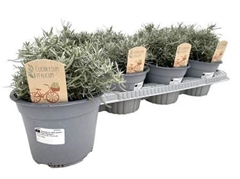 Helichrysum Italicum 14Ø 25cm