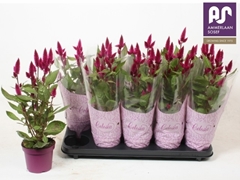 Celosia Deep Purple 12Ø 44cm