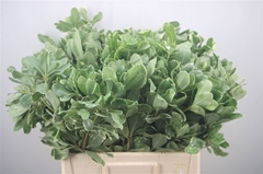 Pittosporum Tobira Ilan 60cm