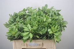 Pittosporum Tobira Ilan 50cm