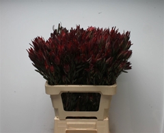 Leucadendron Salignum Blush 60cm