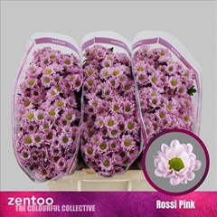 Chrysanth Santini Rossi Pink 55cm 44gr.