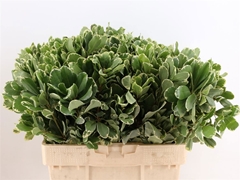 Pittosporum Tobira Ilan 60cm