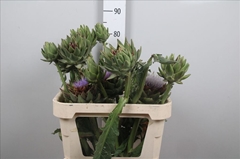 Cynara Green Globe 80cm