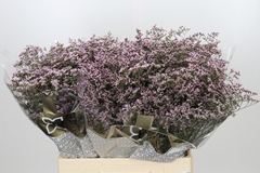 Limonium Safora Oshi Pink 60cm 20gr.