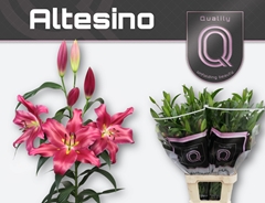 Lily Oriental Altesino 95cm 5+