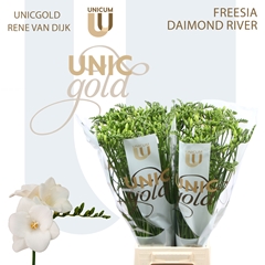 Freesia Single Diamond River 50cm 20gr.
