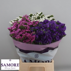 Limonium Sinuatum Mix 45cm 10gr.