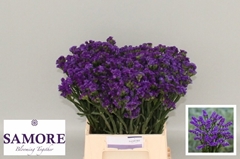 Limonium Sinuatum Navy Sun Birds 45cm 10gr.