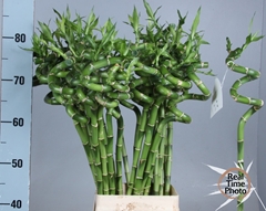 Dracaena Lucky Bamboo 80cm Spiral