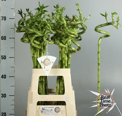 Dracaena Lucky Bamboo 70cm Spiral