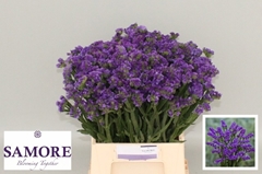 Limonium Sinuatum Acqua Sun Birds 45cm 10gr.