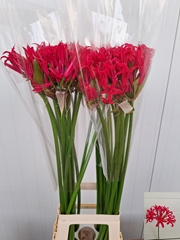 Nerine Magenta Charm 90cm