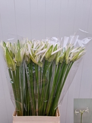 Nerine Adele 70cm