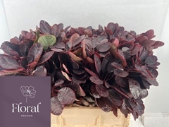 Cotinus Coggygria Royal Purple 60cm