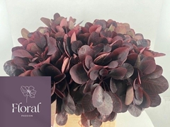 Cotinus Coggygria Royal Purple 50cm