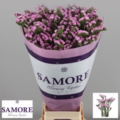 Limonium Sinuatum Rosella Sun Birds 70cm 40gr.