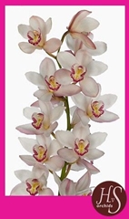 Cymbidium Mariangela 80cm