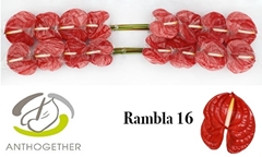 Anthurium Rambla 11cm Hd