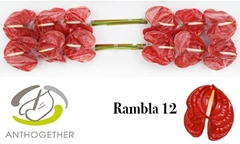 Anthurium Rambla 13cm Hd