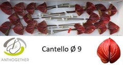 Anthurium Cantello 9cm Hd
