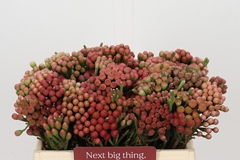 Brunia Laevis Red 35cm