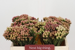 Brunia Laevis Red 35cm
