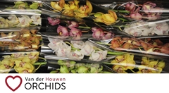 Cymbidium Mix 50cm