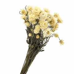 Helichrysum White Per Bunch 50cm