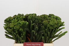 Brunia Albiflora Green 40cm