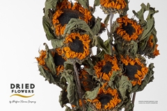 Helianthus 65cm