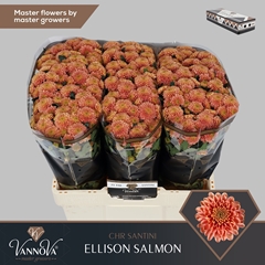 Chrysanth Santini Ellison Salmon 55cm 50gr.