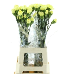 Dianthus Single Janeiro 65cm