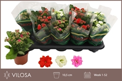 Kalanchoe Double Mix 10Ø 23cm
