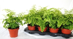 Adiantum Raddianum Fragrans 12Ø 30cm