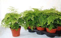 Adiantum Raddianum Fragrans 17Ø 45cm