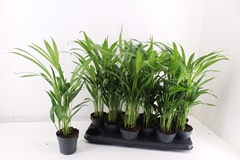 Dypsis Lutescens 10Ø 45cm