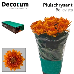 Chrysanth Single Bellavista 70cm 75gr.