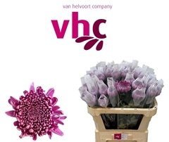 Chrysanth Single Lamira 70cm 55gr.