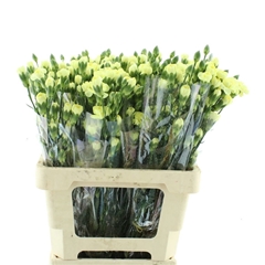 Dianthus Spray Natila 65cm