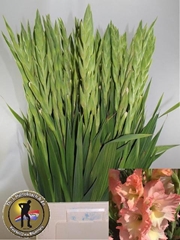 Gladiolus Careless 95cm 180gr.