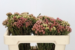 Brunia Laevis Red 50cm