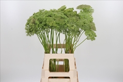 Ammi Visnaga Green Mist 70cm