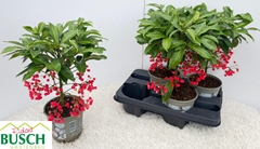 Ardisia Crenata 14Ø 40cm